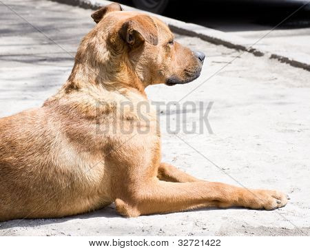 Cão sentado no chão com as pernas esticadas.