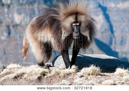 Gelada ลิงบาบูน