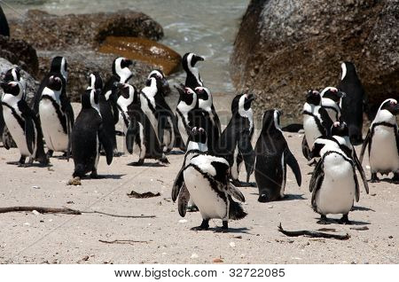 Pinguino africano a Boulders Beach