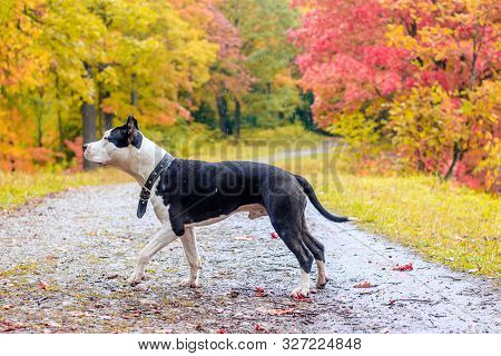 Amstaff Dog On A Walk In The Park. Big Dog. Bright Dog. Light Color. Home Pet. Black And White Dog
