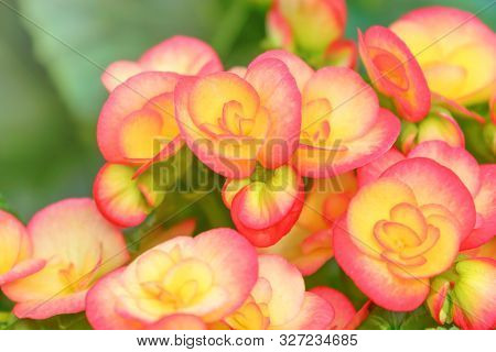 Orange Yellow Flowers Begonia, Tuberous Begonias (begonia Tuberhybrida)