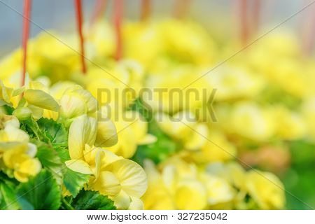Yellow Flowers Begonia, Tuberous Begonias (begonia Tuberhybrida)