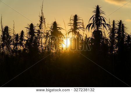 Silhouette Of Marijuana Plants At Outdoor Cannabis Farm Field In Sunset And Sun Behind Plants. Hemp 