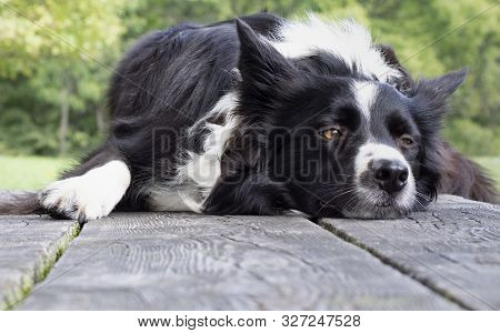 Close Up A Funny Border Collie Puppy Dozing On The Table