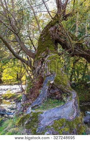 Broken Hollow Willow Tree Near Olt River At Autumn In Transylvania, Romania, Vertical Shot.