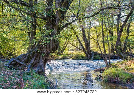 Scenic View Of An Old Beech Tree Near Olt River At Autumn In Transylvania, Romania