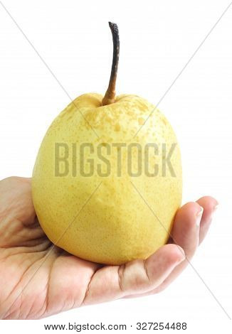 Fresh Fruit, Hand Hodling Sweet Nashi Pear, Asian Pear Or Pyrus Pyrifolia Fruit Isolated On White Ba