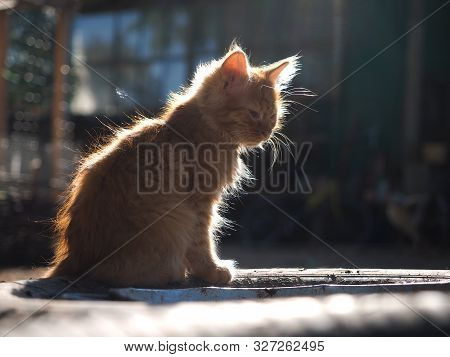 Cute Fluffy Red Kitten In The Sunlight. Portrait Of A Cat