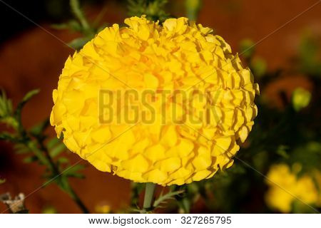 Macro View Of Marigold Flower In A Garden
