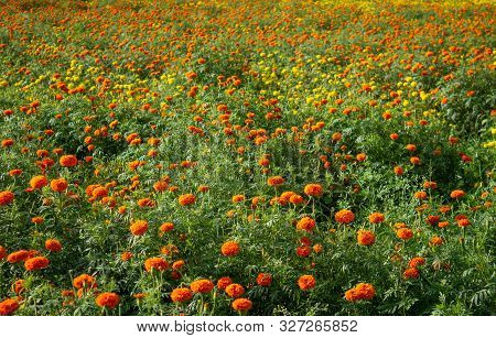 Orange And Yellow Marigold Flower Plantation Near Bangalore, India