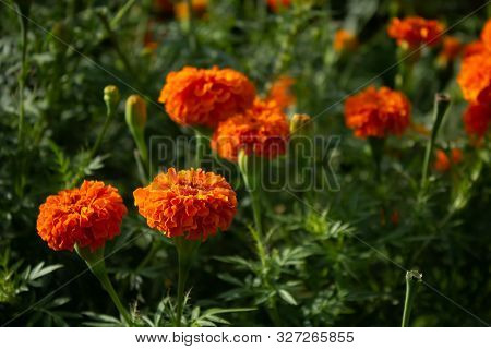 Close Up View Of Orange Marigold Flowers In Natural Background