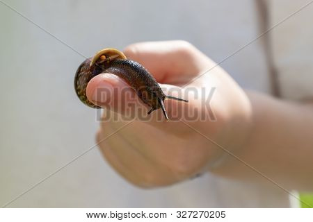 A Child Holding An Edible Snail Fructicicola Fruticum Close Up In Hand, Sunny Day In Summer Time
