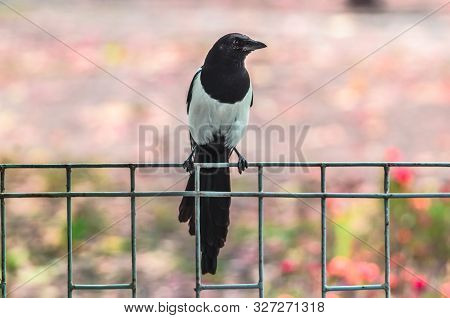 Pose Of A Magpie Bird Sitting On A Fence In Profile On A Pink Background In Autumn