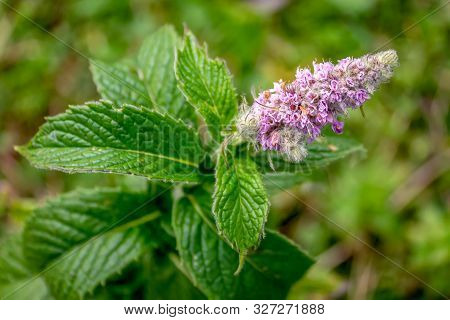 Blooming Branch Of Wild Mint. Mentha (also Known As Mint, From The Greek μίνθα Mintha) Is A Plant Ge