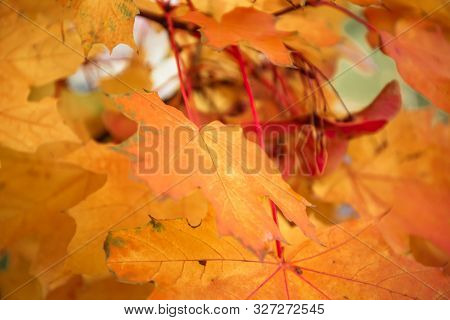 Yellow, Orange And Red Maple Leaves On The Tree With Fetus