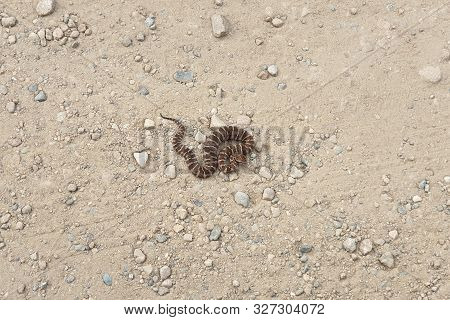 Gloydius Halys Snake. Halys Pit Viper On The Ground