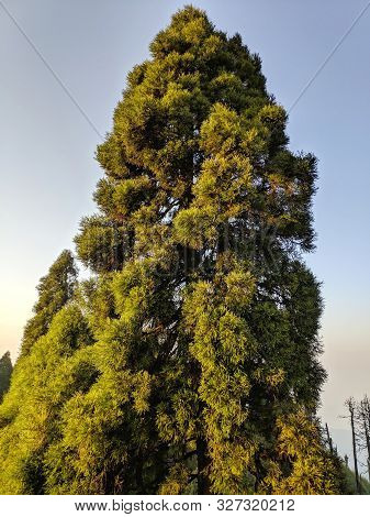 Pinus Serotina, The Pond Pine, Marsh Pine Or Pocosin Pine, Is A Tree Found Along The Southeastern Po