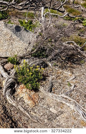 Succulents Grow On Scanty Stony Soil. Red Center In The Australian Desert, Outback In Northern Terri