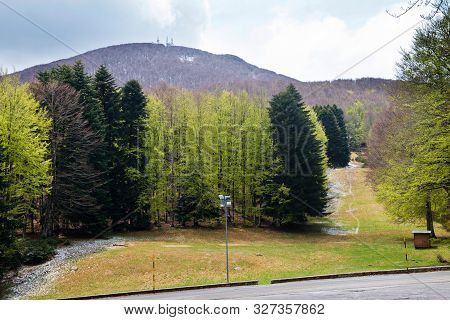 Trees In Amiata Mountain In Spring Season, Tuscany, Italy