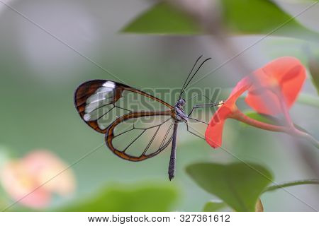 Glasswing Butterfly (greta Oto) On A Red Flower