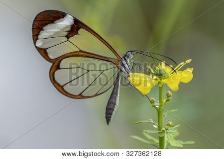 Glasswing (greta Oto) On A Yellow Flower