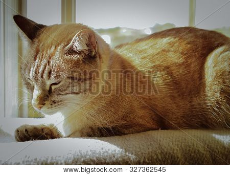 Tabi Breed Cat Resting In The Sun Ready For A Nap