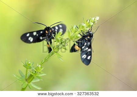 Two Black Butterflies Nine Spotted (amata Phegea) On A Plant