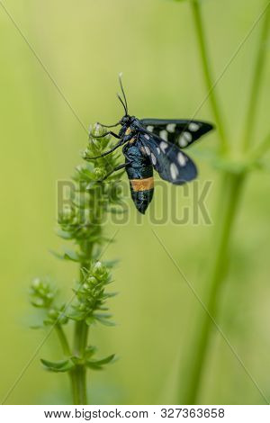 A Black Butterflies Nine Spotted (amata Phegea) On A Plant