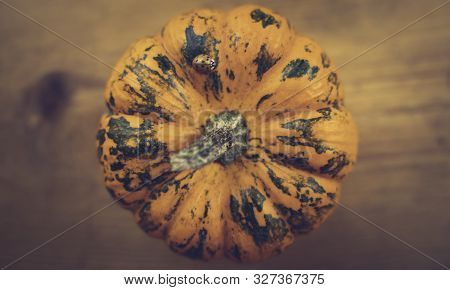 Close Up Picture Of A Ladybug (harmonia Axyridis) On A Mini Pumpkin. Top View. Wooden Background. Wa