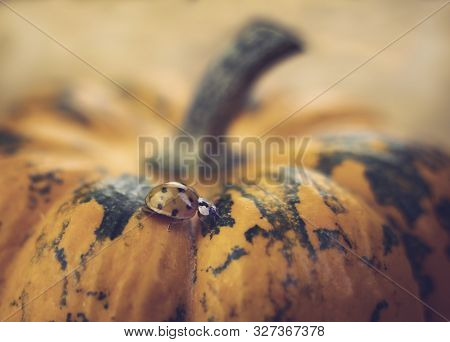 Close Up Picture Of A Ladybug (harmonia Axyridis) On A Mini Pumpkin. Side View. Wooden Background. W