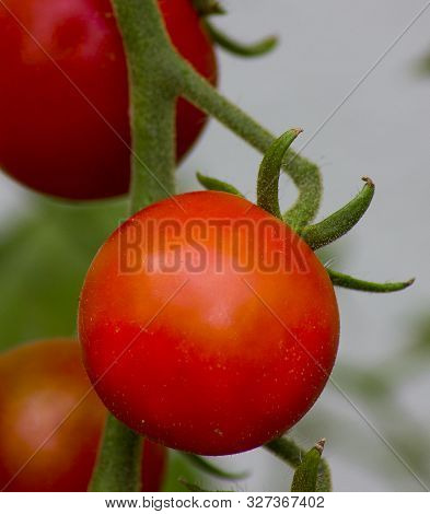 Macro Photo Of Healthy Organic Red Tomatoes (solanum Lycopersicum). Tomatoes On Vine. White And Gree