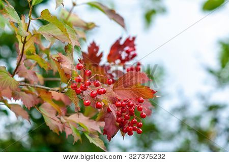 Ripe Viburnum Berries On A Branch (viburnum Opulus) Close-up
