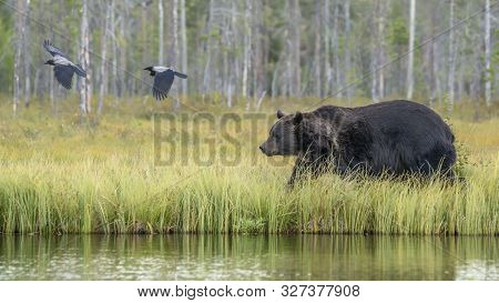 European Brown Bear (ursus Arctos Arctos) At A Lake In Forest. Wild Brown Bear, Kuhmo  Finland Scand
