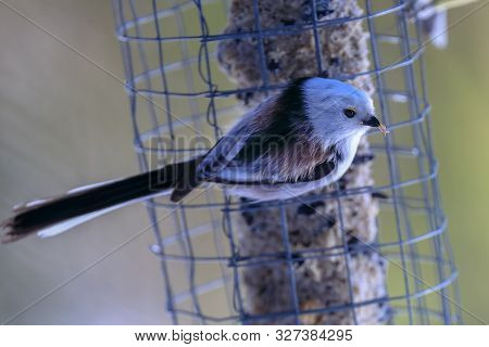 Long-tailed Tit Is A Beautiful And Lively Almost White Bird