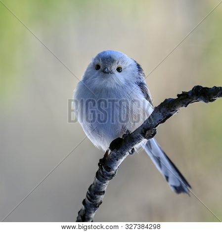 Long-tailed Tit Is A Beautiful And Lively Almost White Bird