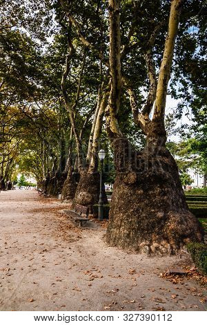 Alley With Plane Trees In Cordoaria's Garden In Porto. Platanus With Unusually Thickened Trunks