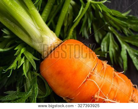 Fresh Raw Ugly Food Carrots With Curled Leaves