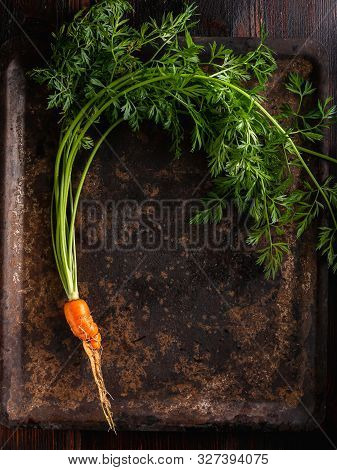 Fresh Raw Ugly Food Carrots With Curled Leaves