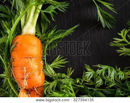 Fresh Raw Ugly Food Carrots With Curled Leaves