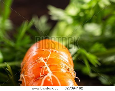 Fresh Raw Ugly Food Carrots With Curled Leaves