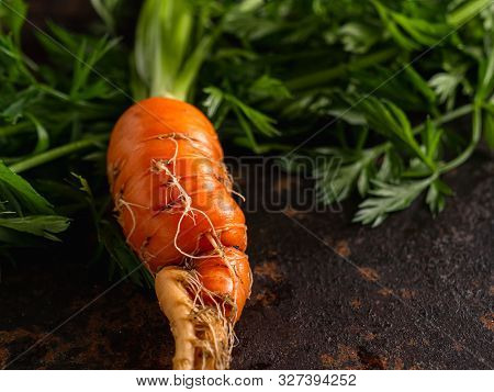 Fresh Raw Ugly Food Carrots With Curled Leaves