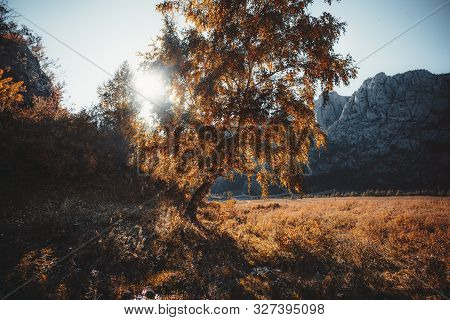 An Autumn Mountain Scenery With A Yellowed Birch And The Creek In The Foreground And A Mountain Ridg