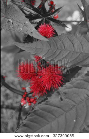 Beautiful Red Flowers. Artistic Effet. Autumn In The France.