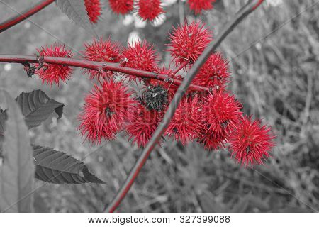 Beautiful Red Flowers. Artistic Effet. Autumn In The France.
