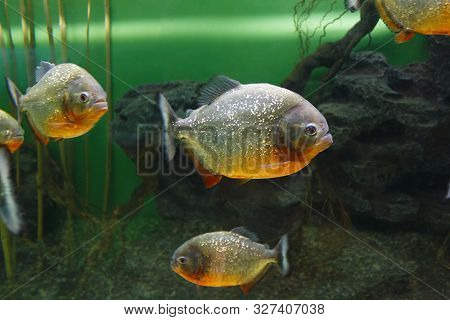 Red Piranha (pygocentrus Nattereri), Also Known As The Red-bellied Piranha, Red Belly Piranha In The