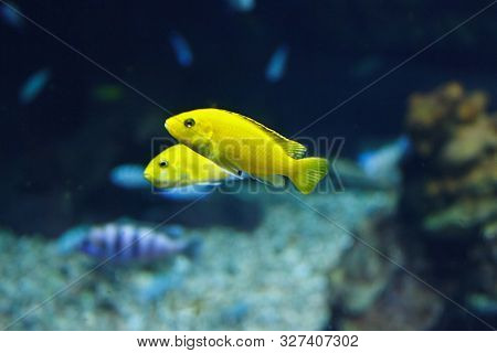 Two Beautiful Yellow Cichlid (labidochromis Caeruleus) In Their Habitat