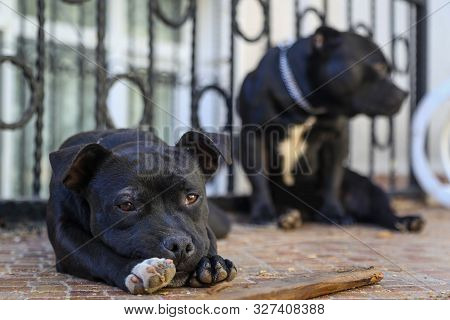 A Puppy Staffordshire Bull Terrier Pit Bull, Put His Head On His Paws And Looks Bored