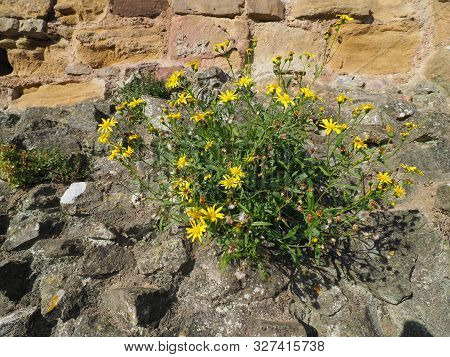Yellow Common Dandelion Flower