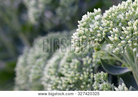 Lot Of Blooming Hylotelephium Telephium White Flowers With Green Leaves And Stems