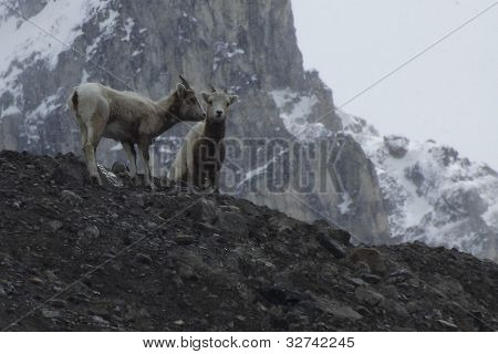 Duas cabras de montanha sobre Athabasca